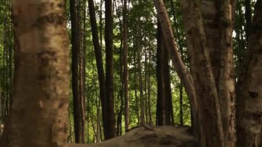 Doğu Avrupa 'nın çok huzurlu ve rahatlatıcı yaz doğası. Güzel çimenler, ağaçlar, çiçekler.