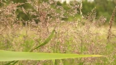 Doğu Avrupa 'nın çok huzurlu ve rahatlatıcı yaz doğası. Güzel çimenler, ağaçlar, çiçekler.