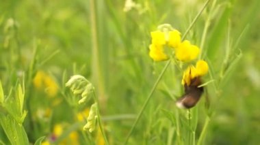 Doğu Avrupa 'daki gölün yakınındaki ormanda çok güzel bir yaban arısı. Huzurlu renkler ve güneş ışığı.