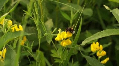 Doğu Avrupa 'daki gölün yakınındaki ormanda çok güzel bir yaban arısı. Huzurlu renkler ve güneş ışığı.