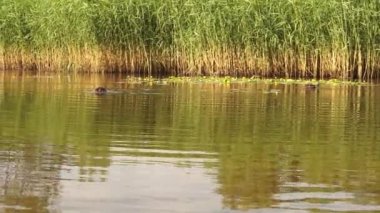 Ormanın yakınındaki gölde komik ördekler. 