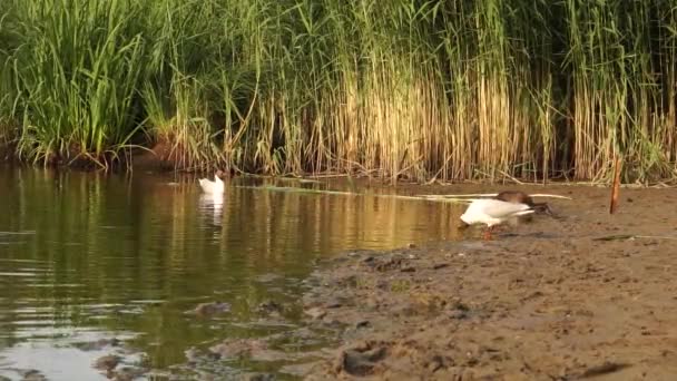 Patos Engraçados Lago Perto Floresta — Vídeo de Stock