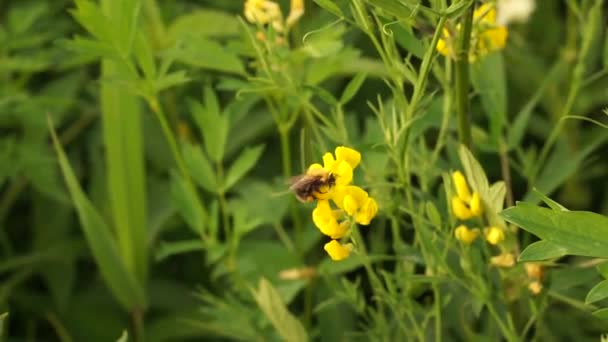 Beau Bourdon Portée Main Dans Forêt Près Lac Europe Est — Video