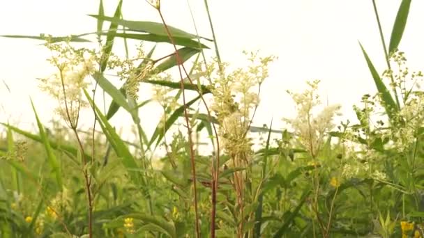東ヨーロッパの非常に静かでリラックスした夏の自然 美しい草 — ストック動画