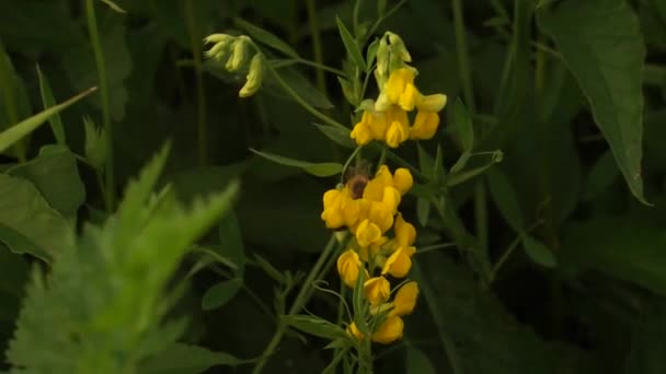 Beau Bourdon Dans Forêt Près Lac Europe Est Couleurs Paisibles — Video