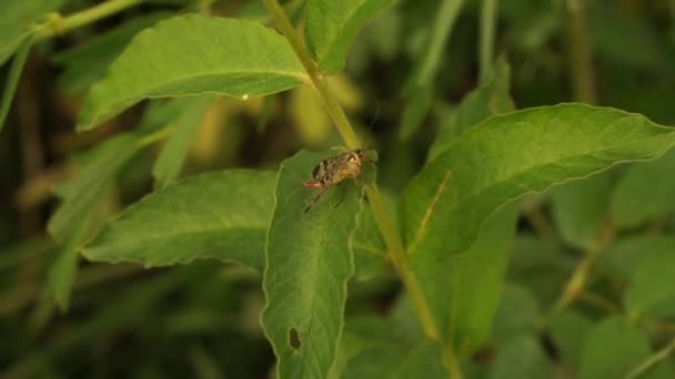 Bel Insecte Dans Forêt Près Lac Europe Est Couleurs Paisibles — Video