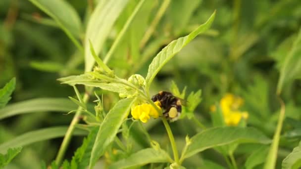 Beau Bourdon Dans Forêt Près Lac Europe Est Couleurs Paisibles — Video