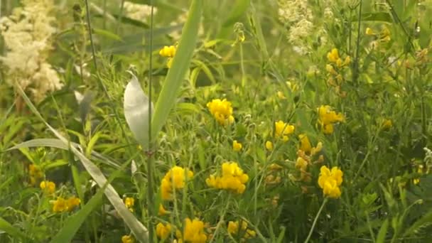 Velmi Pěkná Klidná Relaxační Letní Příroda Východní Evropy Krásná Tráva — Stock video