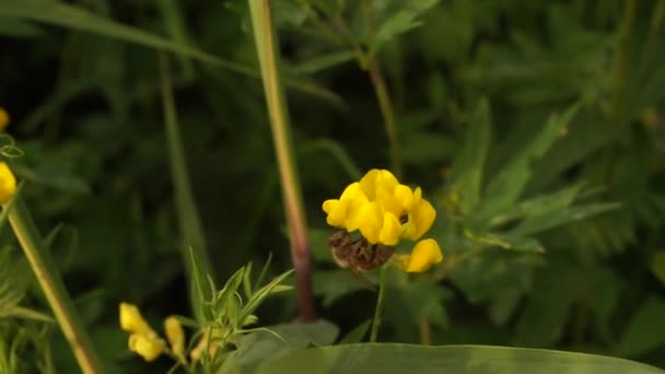 Mooie Hommel Bos Nabij Meer Oost Europa Vreedzame Kleuren Zonlicht — Stockvideo