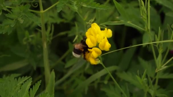 Mooie Hommel Bos Nabij Meer Oost Europa Vreedzame Kleuren Zonlicht — Stockvideo