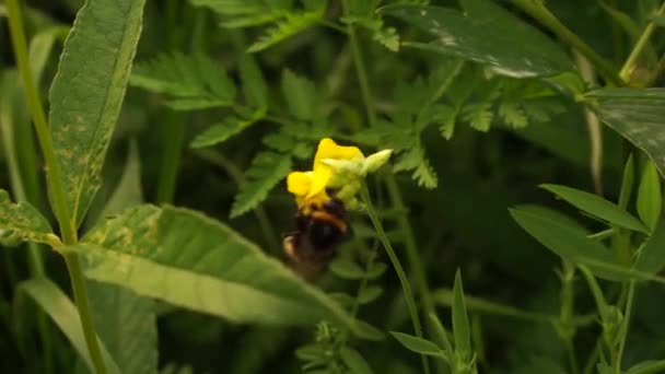 Beau Bourdon Dans Forêt Près Lac Europe Est Couleurs Paisibles — Video