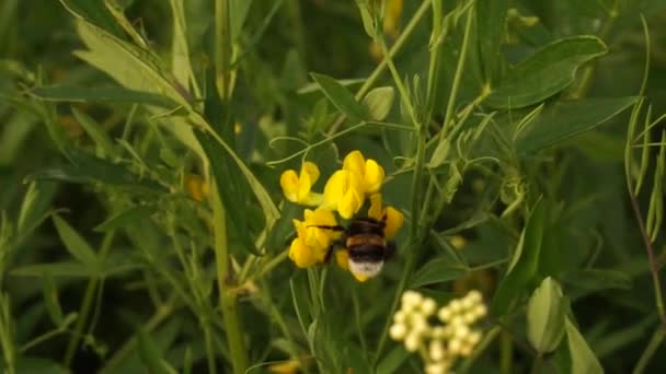 Beau Bourdon Dans Forêt Près Lac Europe Est Couleurs Paisibles — Video