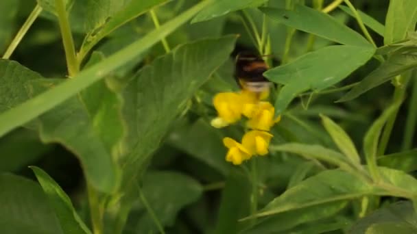 Beau Bourdon Dans Forêt Près Lac Europe Est Couleurs Paisibles — Video