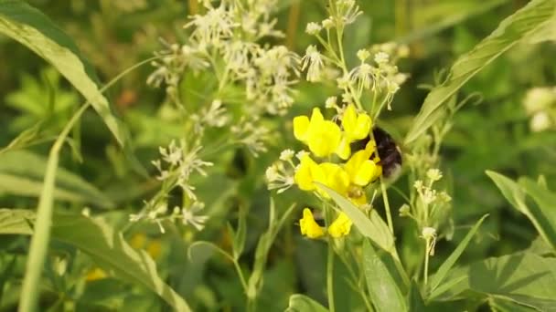 Beau Papillon Dans Forêt Près Lac Europe Est Couleurs Paisibles — Video