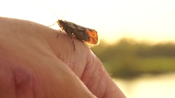 Beau Papillon Portée Main Dans Forêt Près Lac Europe Est — Video