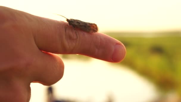 Beau Papillon Portée Main Dans Forêt Près Lac Europe Est — Video