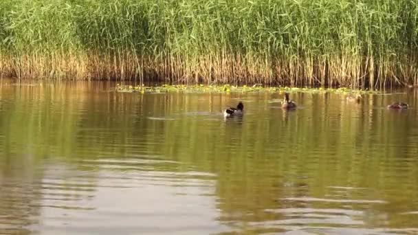 Canards drôles dans le lac près de la forêt. 