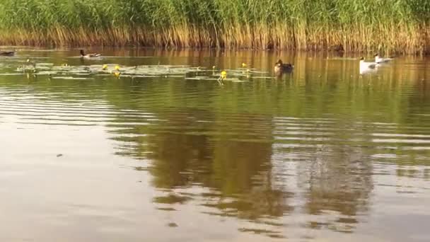 Vtipné Kachny Jezeře Poblíž Lesa — Stock video