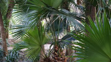 İspanya 'nın güzel ve taze doğası.