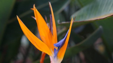 İspanya 'nın güzel ve taze doğası.