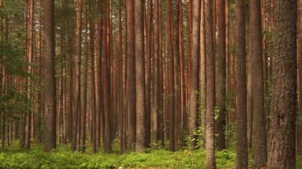 Velmi Pěkná Klidná Relaxační Letní Příroda Východní Evropy Krásná Tráva — Stock video