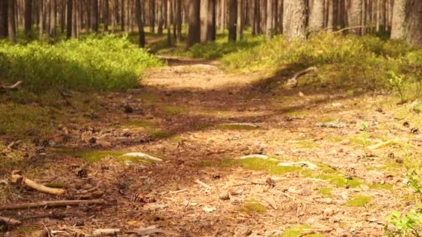 Molto Bello Tranquillo Rilassante Natura Estiva Dell Europa Orientale Bella — Video Stock