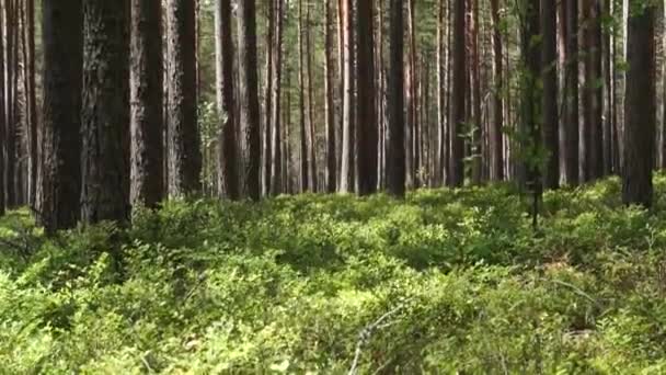 Πολύ Ωραία Ειρηνική Και Χαλαρωτική Καλοκαιρινή Φύση Της Ανατολικής Ευρώπης — Αρχείο Βίντεο