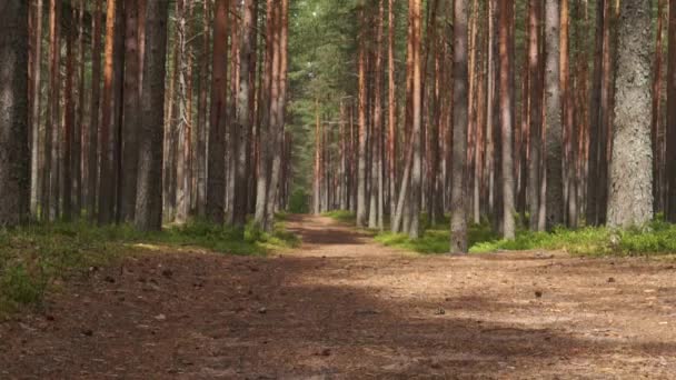 Très belle nature d'été paisible et relaxante de l'Europe de l'Est. Belle herbe, arbres, fleurs et sons d'oiseaux.