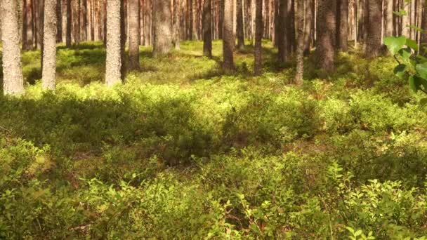 Muito Agradável Natureza Tranquila Relaxante Verão Europa Oriental Grama Bonita — Vídeo de Stock