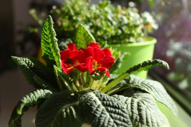 Primula güzel bahar çiçekleri bir pencere üzerinde evde.