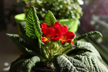 Primula güzel bahar çiçekleri bir pencere üzerinde evde.