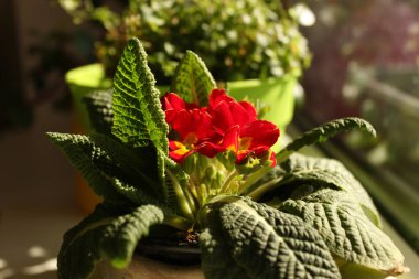 Primula güzel bahar çiçekleri bir pencere üzerinde evde.