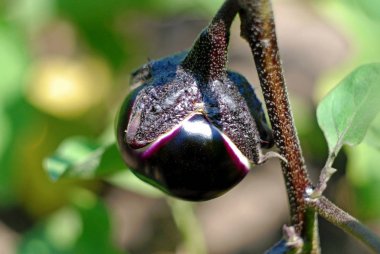 Bahçede büyüyen genç bir patlıcan.