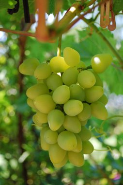 Olgun lezzetli beyaz üzüm dallarında büyümek.