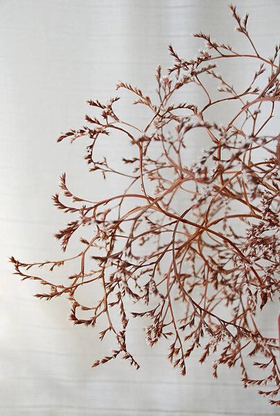 Blue Purple Flowering Limonium Spectabile Sea Lavender Plant