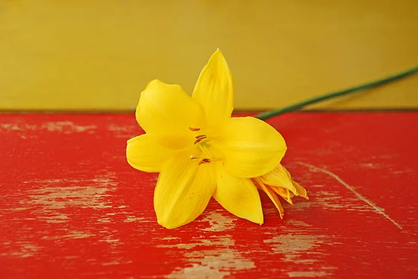 Painted wooden background with yellow lily flowers — Stock Photo, Image