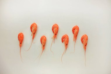 Beyaz arka planda izole karidesler üst görünümü