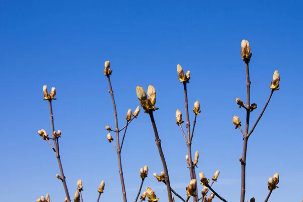 Kastanien-Knospenbaum auf dem klaren blauen Himmel Hintergrund im Frühling. Rosskastanie draußen — Stockfoto