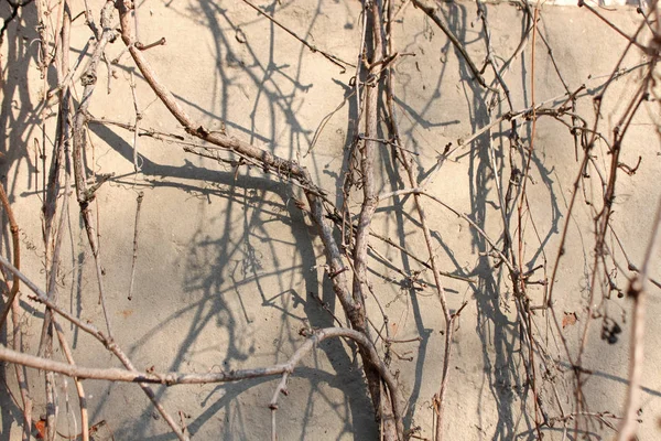 Achtergrond, textuur van de droge takken van de wilde druif — Stockfoto