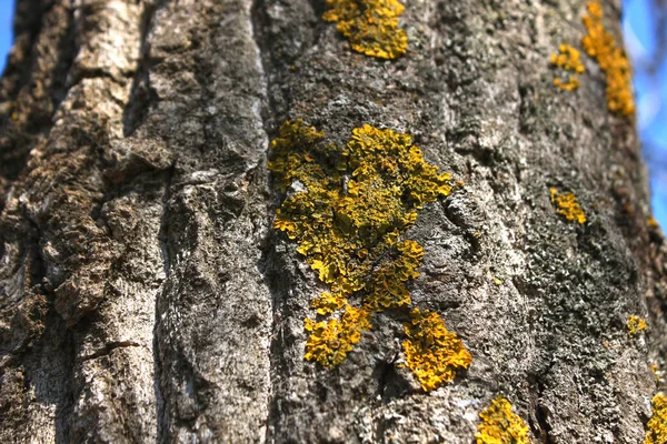 Lichen on tree branch. Lichen grows on rotten wood — Stock Photo, Image