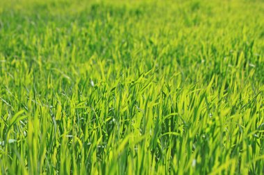 Yeşil çimen doğal arkaplan dokusu, arka plan için çimen