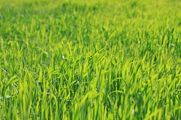 Zöld fű természetes háttér textúra, Lawn a háttérben — Stock Fotó