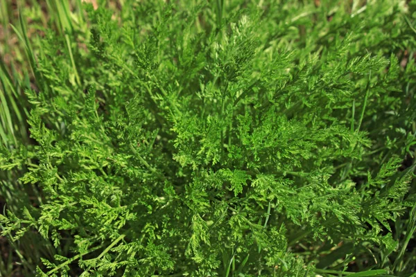 Grönt gräs naturlig bakgrund konsistens, Gräsmatta för bakgrunden — Stockfoto