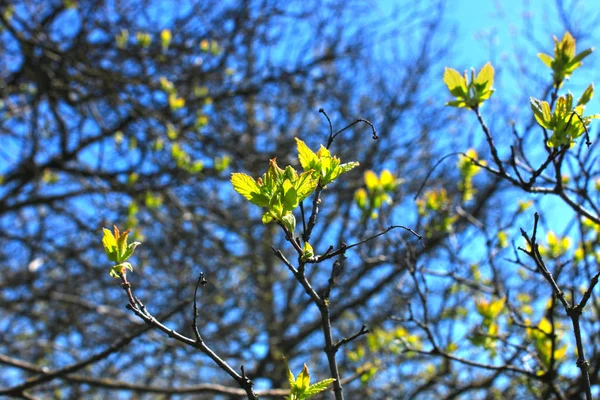 Der erste Frühling sanfte Blätter, Knospen und Äste Makrohintergrund — Stockfoto