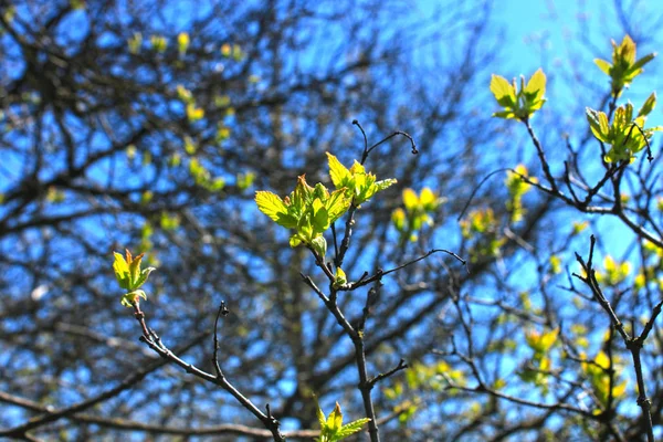 La prima primavera foglie delicate, boccioli e rami macro sfondo — Foto Stock