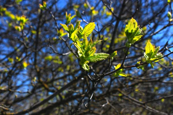 Der erste Frühling sanfte Blätter, Knospen und Äste Makrohintergrund — Stockfoto