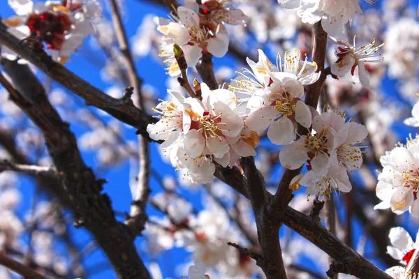 Beau printemps floral fond abstrait de la nature. Branches d'abricot en fleurs sur fond de ciel bleu clair . — Photo