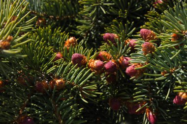 Yeşil dallarda güzel renk yeni köknar konileri