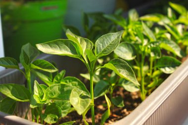 Taze yeşil yaprakları ile genç kırmızı Chili biber ağacı yakın, pencere de büyüyen.
