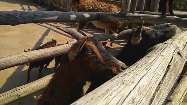Cabra Pigmeu Africana Dos Camarões Comer Uma Raça Cabra Doméstica — Vídeo de Stock